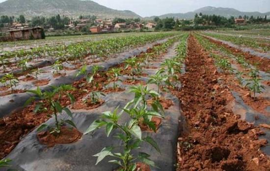 辣椒栽培技术：科学的栽培方法可以提高辣椒产量及质量