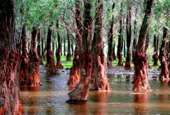 世界上最奇葩的植物——红树林