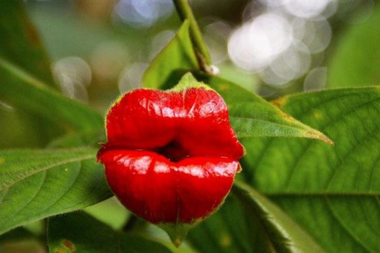 世界上最奇葩的植物——嘴唇花