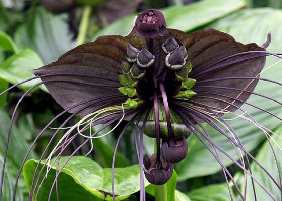 世界上最奇葩的植物——蝙蝠花