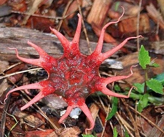 世界上最奇葩的植物——章鱼臭角