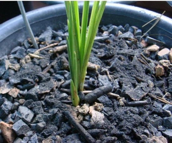 用草木灰施肥好吗：正确使用可促进根系生长,强化杆茎还能杀虫杀菌