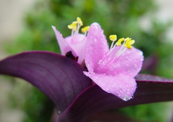 紫鴨蹠草的養護方法