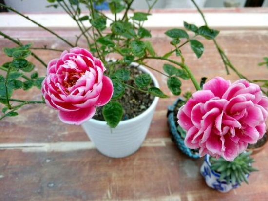 日本玛丽玫瑰盆栽