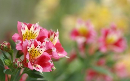 六出花的栽培方法：喜光照充足、干燥的环境