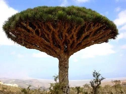 古老的非洲龙血树