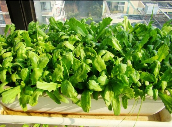  如何在窗台上种植蔬菜