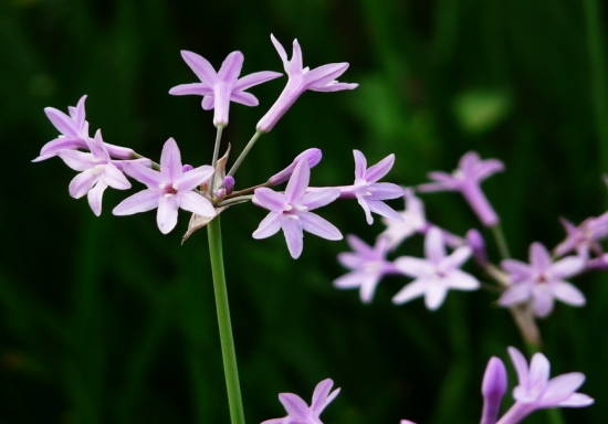 紫娇花的栽培方法 