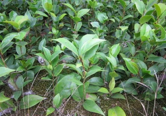 茶花种子播种长出的幼苗