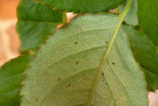 月季花常见的病虫害：蚜虫、白粉病、红蜘蛛等