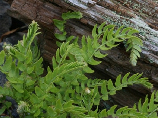 耳羽岩蕨的养殖方法：喜高湿的环境,须定期向叶面水增加湿度
