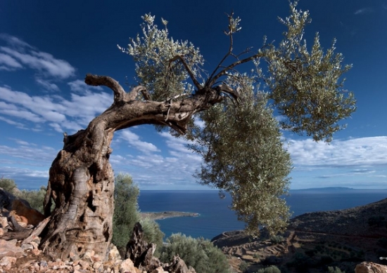 古老沧桑的橄榄树
