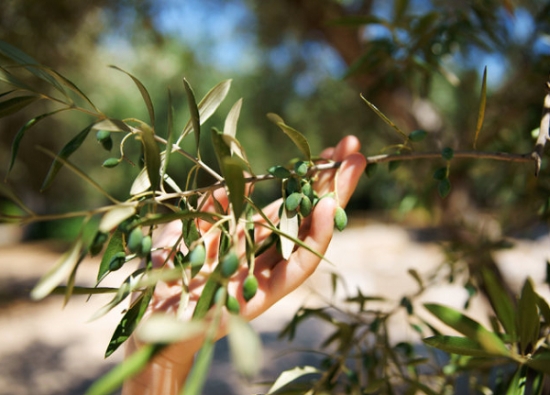 橄榄树的资料：对橄榄树进行深入剖析介绍