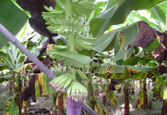香蕉的种植方法：喜潮湿、阳光充足的环境