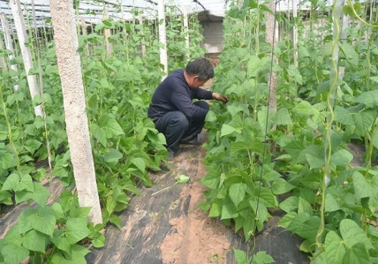 菜豆种植田间管理