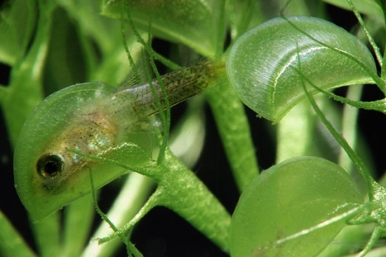 水生食虫植物-貉藻的介绍