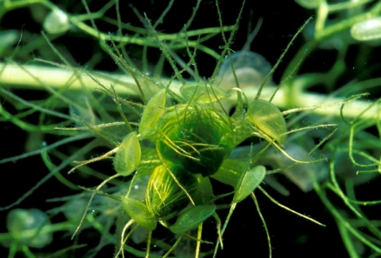 水生食虫植物-貉藻的介绍