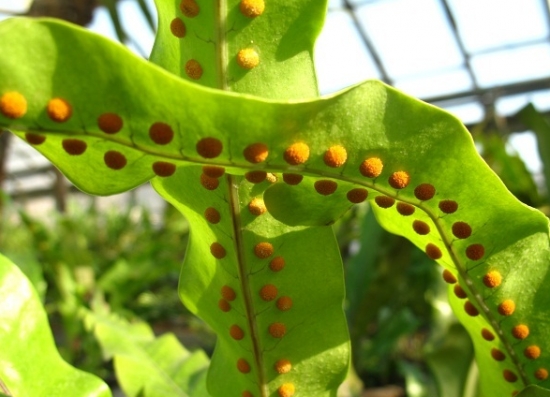 江南星蕨的养殖方法：生长季要供给充足的水肥和空气湿度
