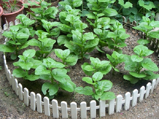 木耳菜的种植方法