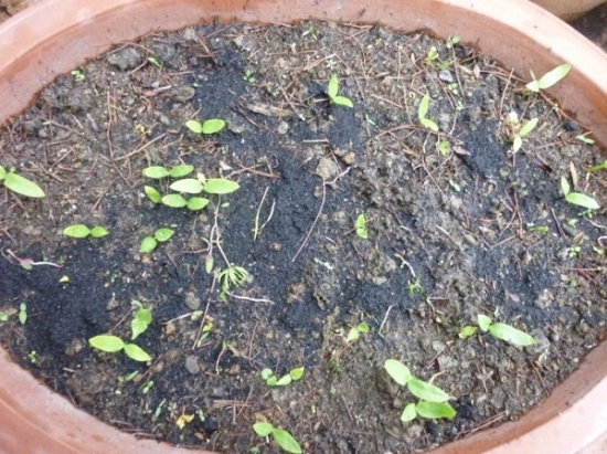 木耳菜的播种