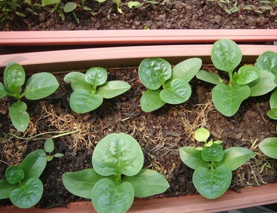 木耳菜的种植方法：手把手教你在家种植木耳菜