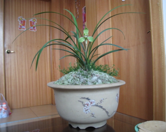 兰花普通陶瓷花盆