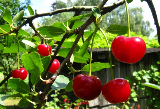 樱桃的种植方法