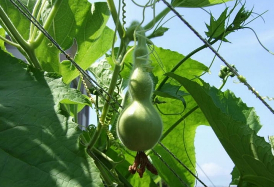 瓠瓜的种植方法
