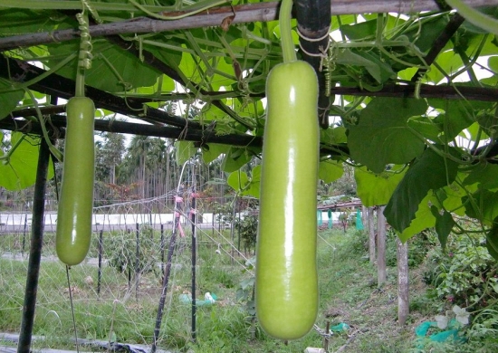 瓠瓜的种植方法：对水分、光照要求严格