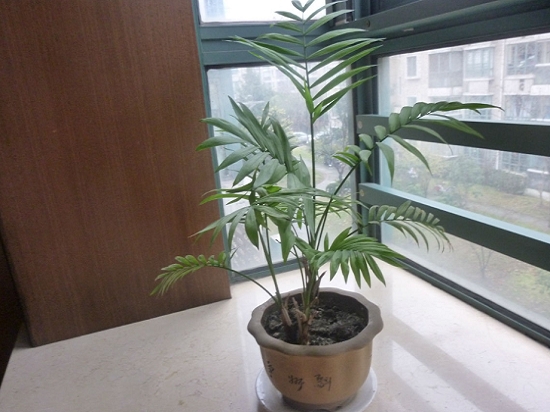 散尾葵盆栽