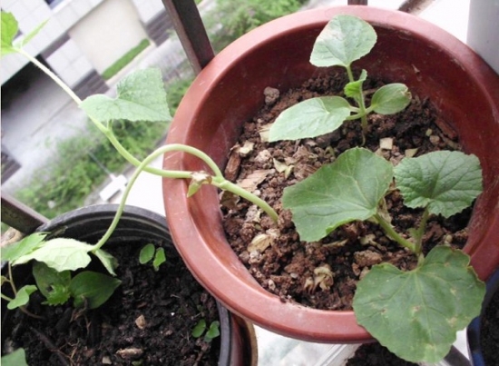 盆栽西瓜的种植方法：手把手教你在家种植西瓜