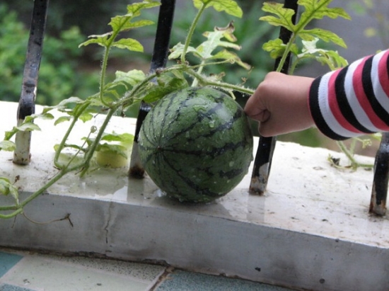 阳台上盆栽的西瓜