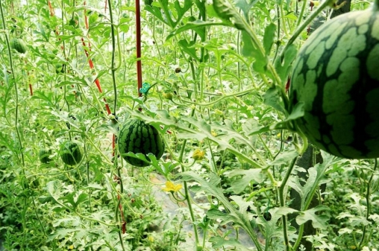 西瓜种植技术：轻施苗肥，先促后控，巧施伸蔓肥