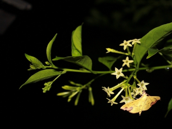 驱蚊植物有哪些：12种常见的驱蚊植物