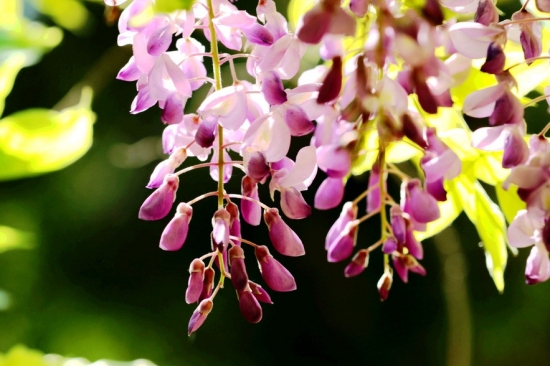 紫藤花种子怎么种 喜湿润 阳光充足的环境 花语网