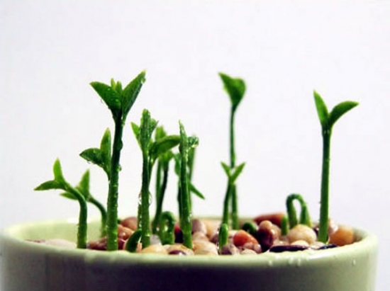 柚子种子制作小盆栽：超简单的小盆栽制作方法（附图）