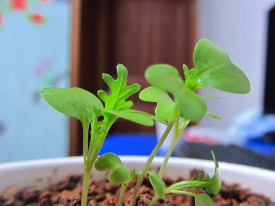 迷迭香种子的种植方法：迷迭香的种子新鲜度对发芽率有很大影响