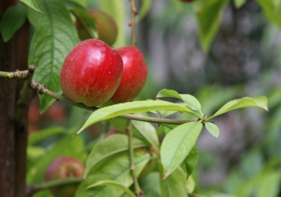 油桃树种植技术