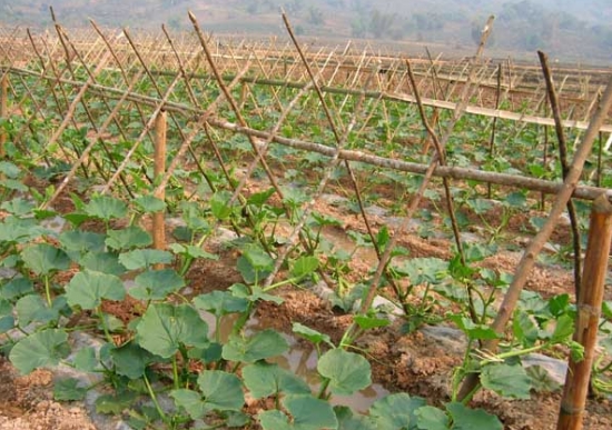 南瓜的种植方法：喜阳光充足、温暖的环境，忌积水
