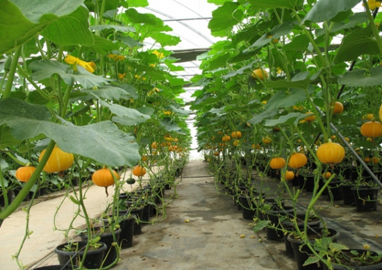 南瓜的种植方法：喜阳光充足、温暖的环境，忌积水