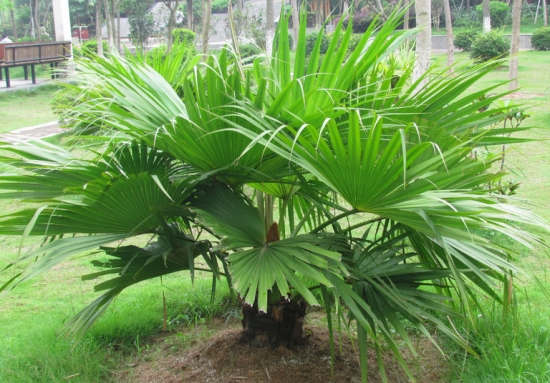 棕榈的养殖方法：喜温暖、湿润和阳光充足，忌暴晒