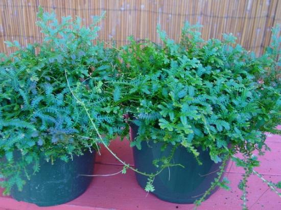 翠云草的养护方法：生长期保持较高的空气湿度,冬季温度不可低于5℃