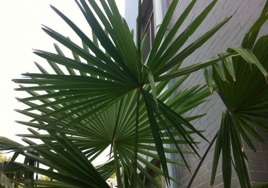 棕榈的养殖方法：喜温暖、湿润和阳光充足，忌暴晒