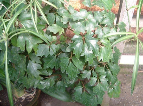 菱叶粉藤的养殖方法：菱叶粉藤生长期应保证水分的充足供应