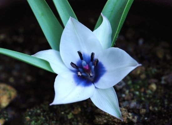 Tulipa 'Albocaerulea Oculata' 传说中的蓝色郁金香