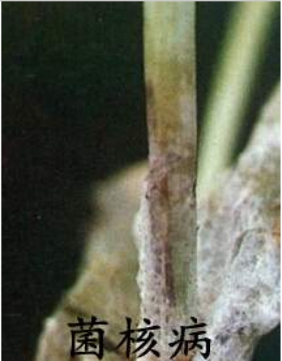 天竺葵常见主要病害及预防措施