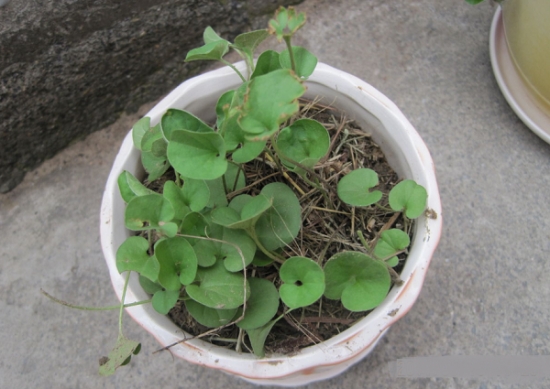 盆栽马蹄金的养殖方法：保持环境湿度的同时还需保持叶片的清洁