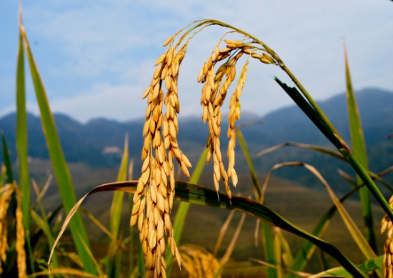 稻谷的价格：国内粳稻均价为2981.50元/吨