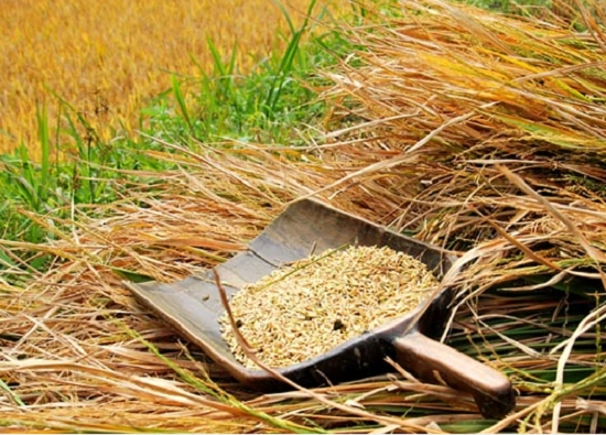 稻谷的价格：国内粳稻均价为2981.50元/吨