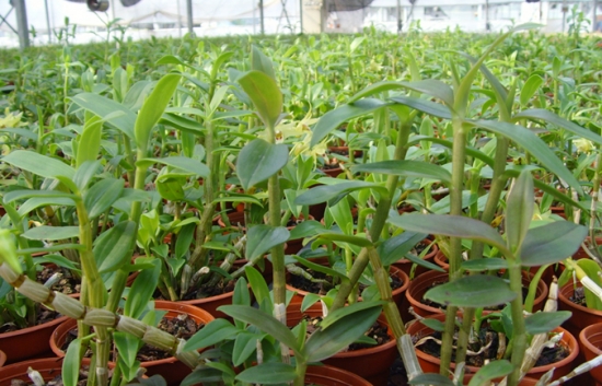 铁皮石斛的栽培方法：喜湿润、荫蔽的环境